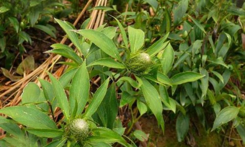 桑叶茶喝了有什么好处和功效专区_桑叶茶功效专区_桑叶茶有祛斑的功效吗网